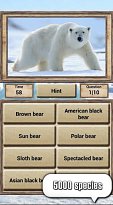 Ledový medvěd